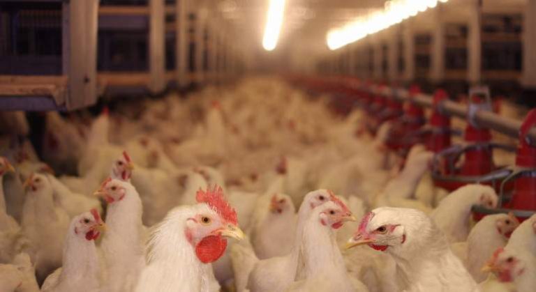 UK Runs Out Of Chicken, Maybe Turkey For Christmas