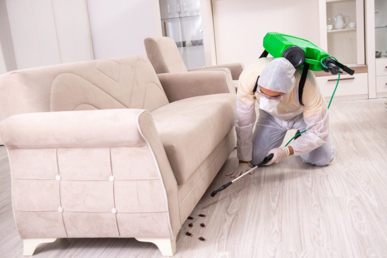 Reasons Why Cockroach All Around the Home & How to Keep them Away?