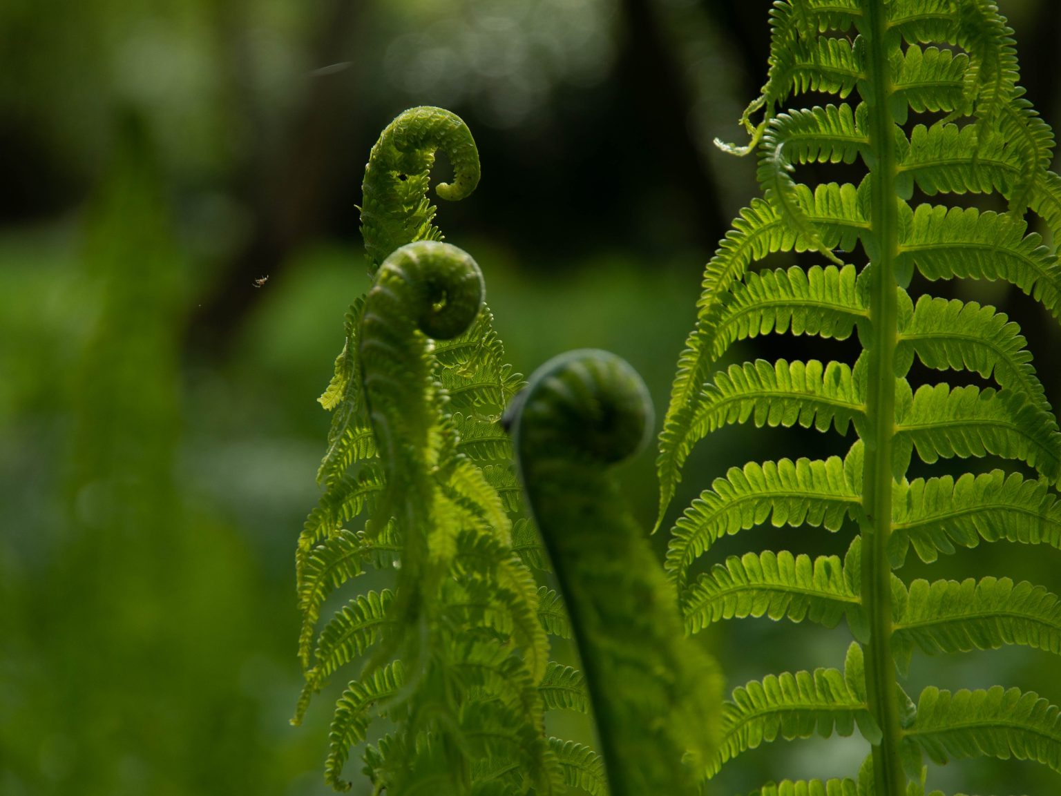 5 Ways to Care for Ferns: A Guide for Beginners