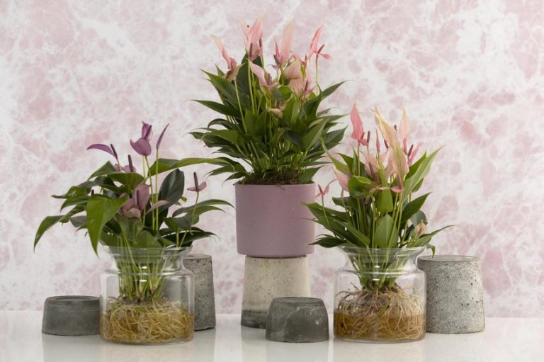 Blooming lovely Mother’s Day gifts, with Dobbies