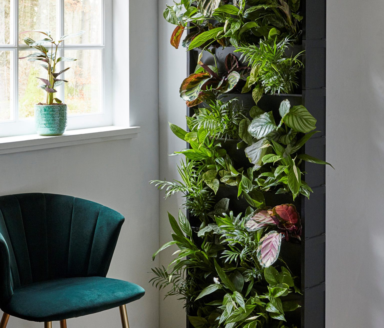 Add Instant Colour with Dobbies Garden Centres