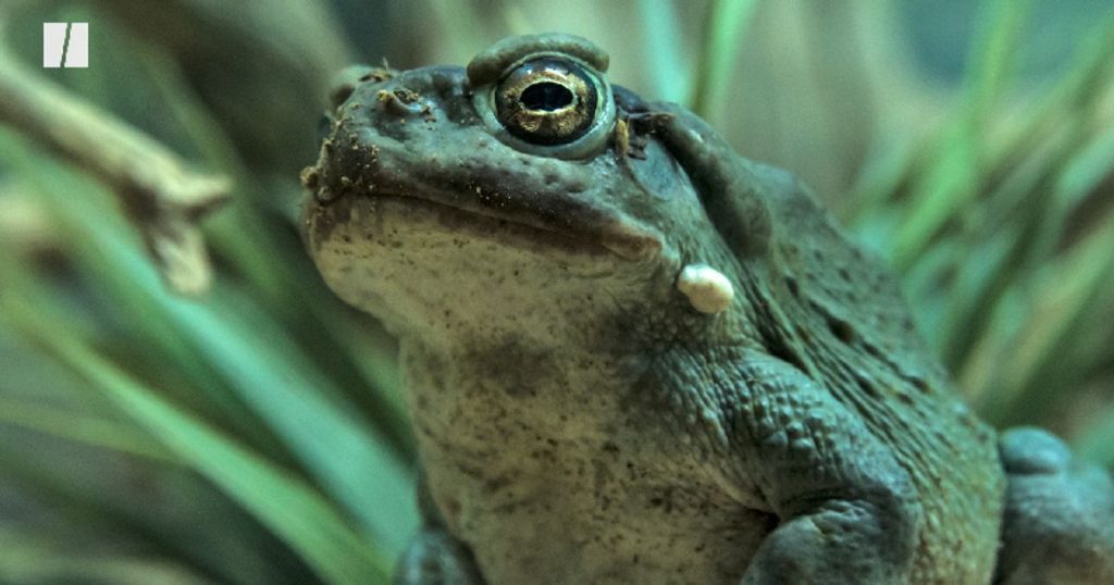 Stop licking toxic toads Stop Licking Toxic Toads