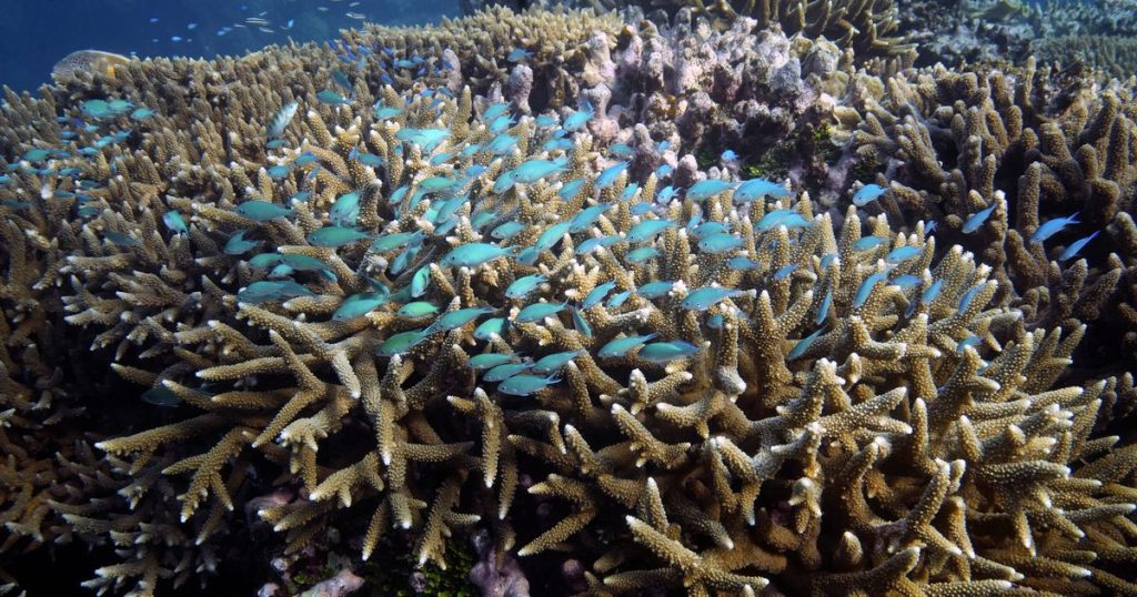 Great Barrier Reef Should Be Listed As ‘In Danger,’ UN Mission Reports Great Barrier Reef Should Be Listed As ‘In Danger,’ UN Mission Reports