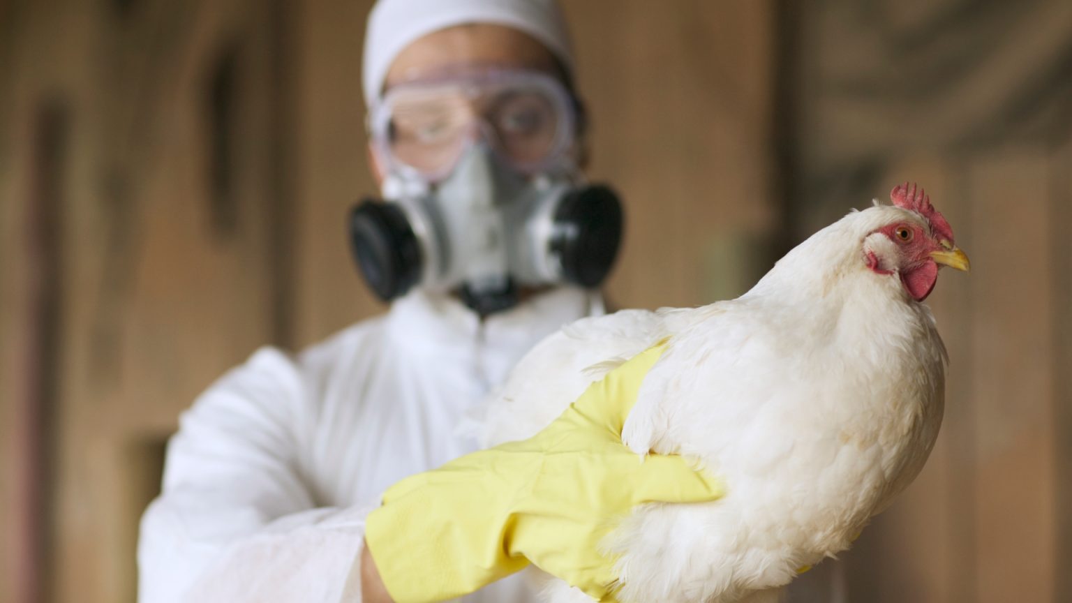 Britain is facing its worst bird flu epidemic in history. All poultry and house birds have been placed under lockdown to stop the spread. Britain faces its biggest EVER bird flu outbreak as all poultry and house birds are put in lockdown to stop spread
