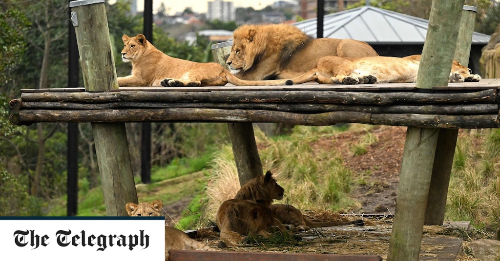 Five lions escaped from Sydney Zoo’s enclosure Five lions escape from enclosure at Sydney zoo