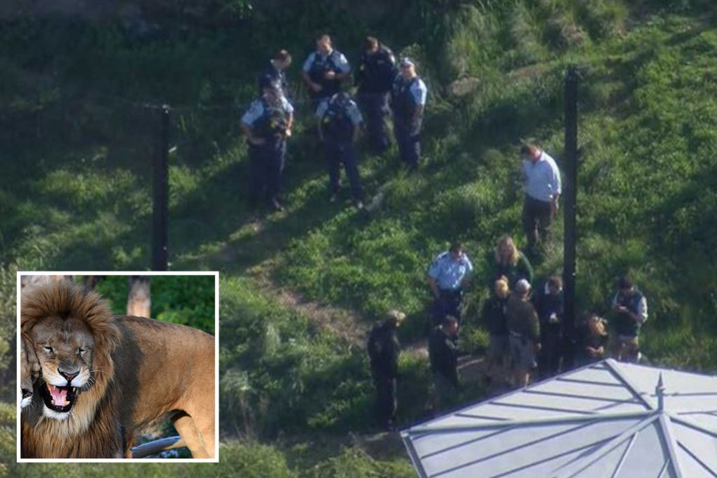 5 lions break away from enclosure of Australian zoo sparking emergency lockdown Five lions break free from enclosure of Australian zoo sparking emergency lockdown