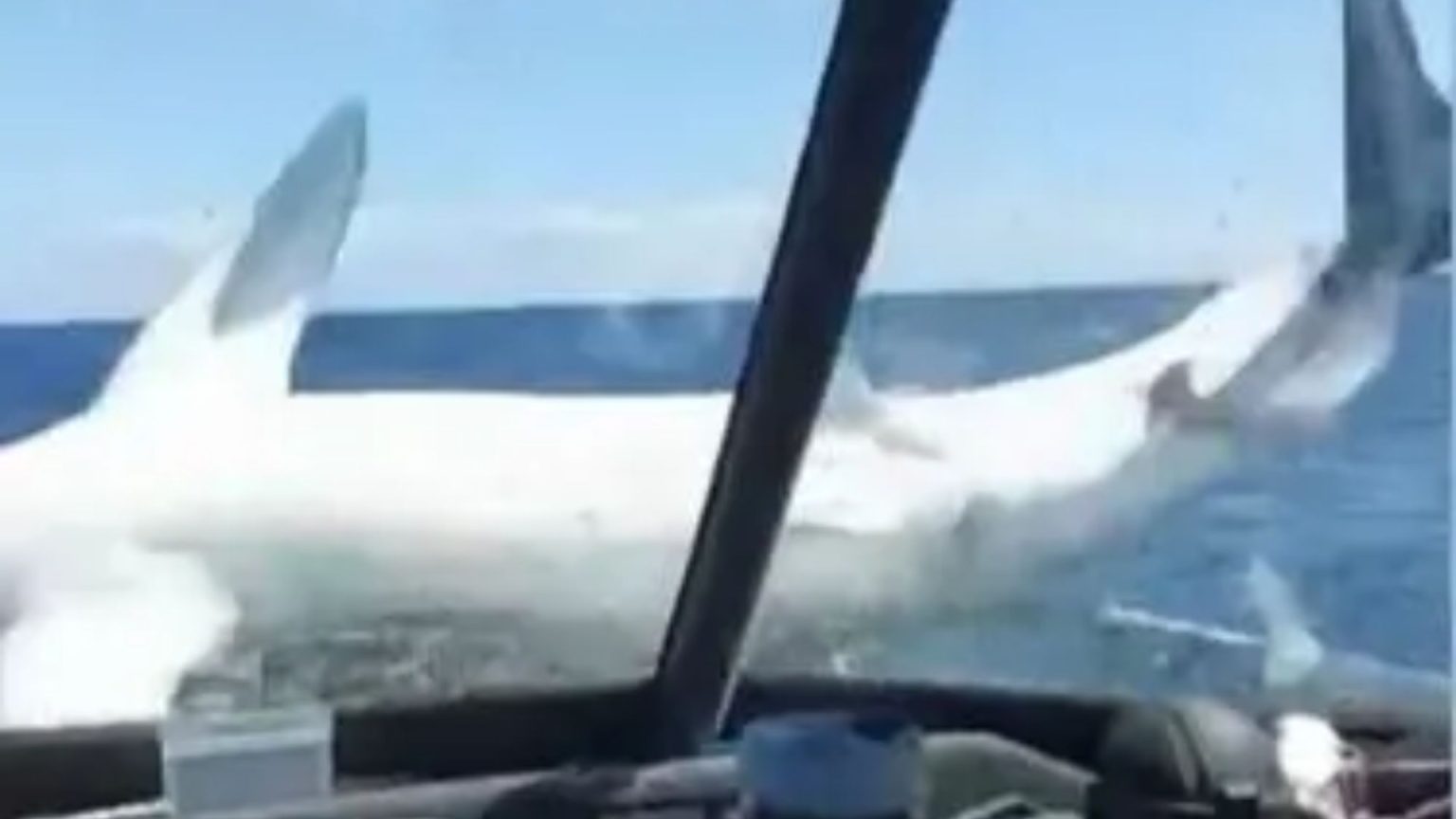Massive 9ft, 330lb mako Shark leaps from the ocean and crashes onto a fishing boat Watch shock moment massive 9ft, 330lb mako shark leaps from ocean & smashes down onto fishing boat