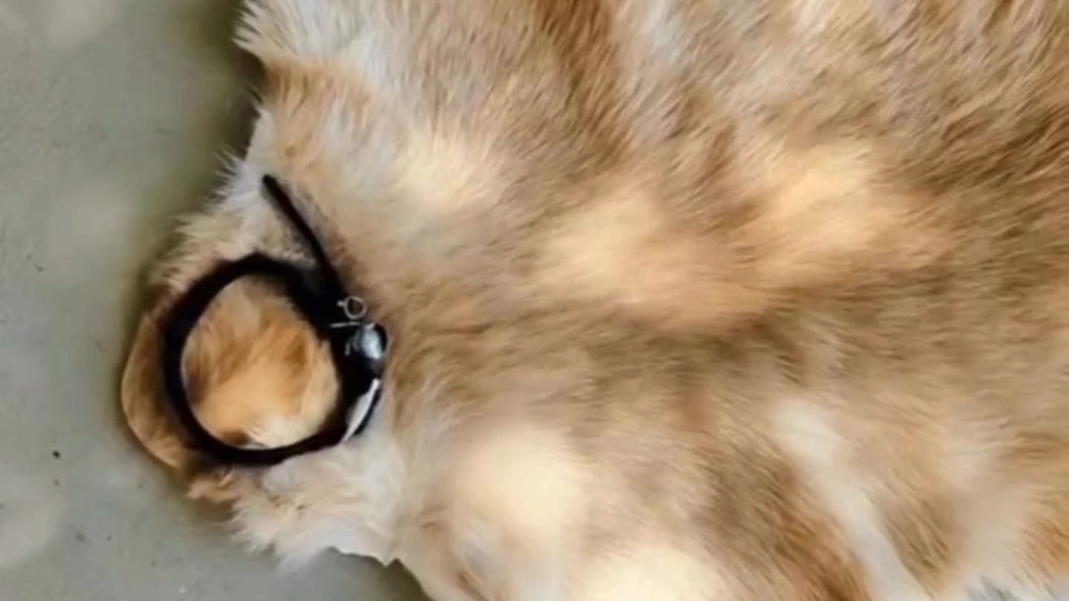 I don’t only turn dogs into pelts – I also skin dead CATS for their owners I don’t only turn dogs into pelts - I also skin dead CATS for their owners