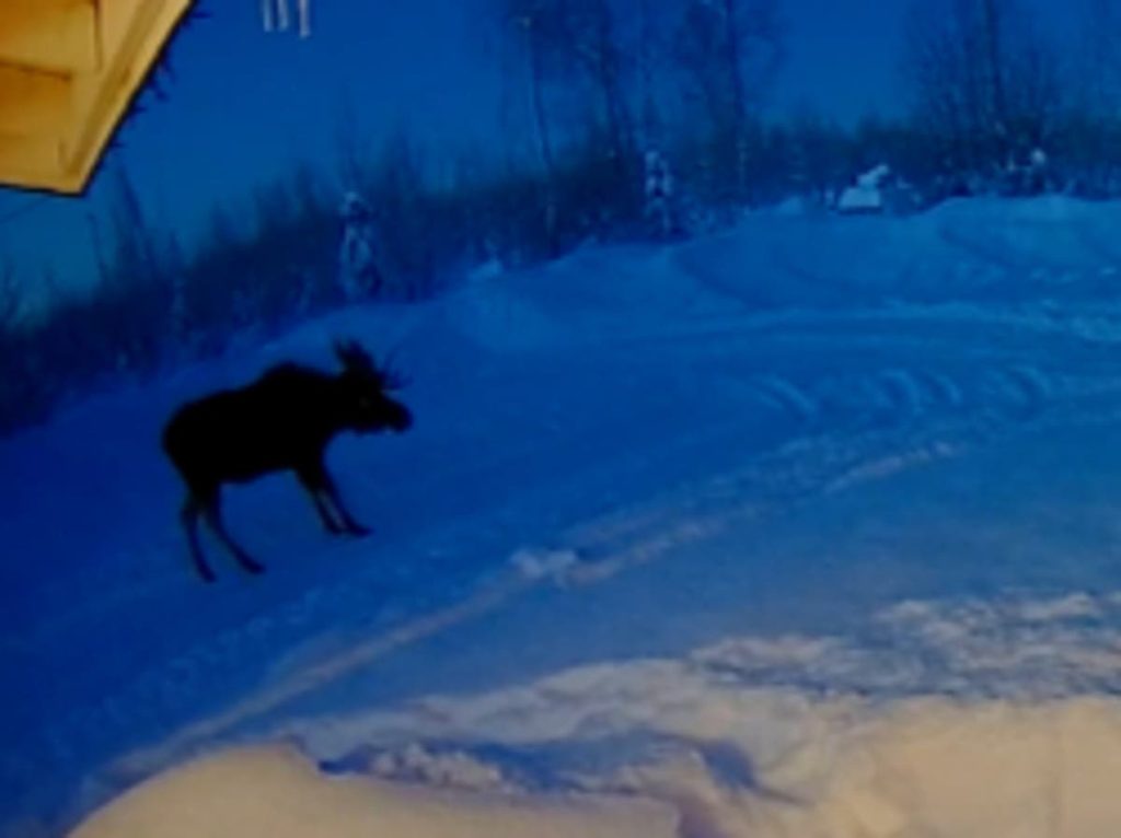 Rare video of moose dropping their antlers goes viral Rare video of moose dropping its antlers goes viral