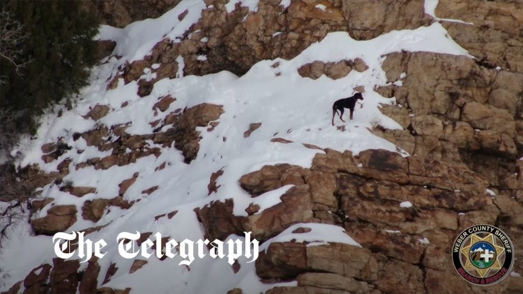 Dog saved from a frozen mountain on Christmas Day Dog rescued from frozen mountain on Christmas day