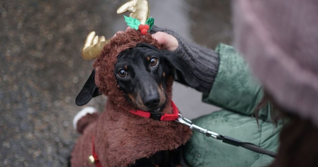 London Hyde Park Sausage Walk Pictures Are Just Too Cute
