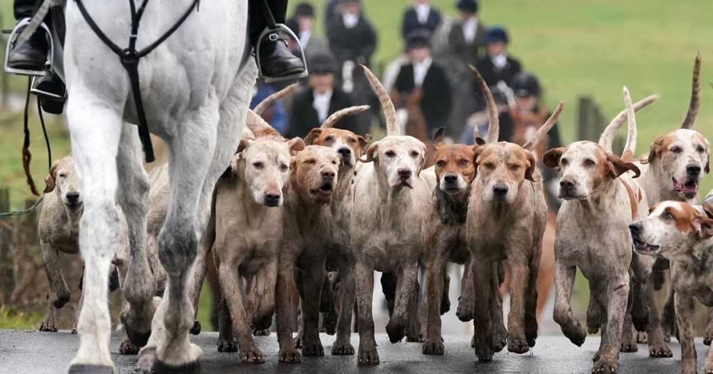 Labour Vows To Strengthen the Law banning Fox Hunting if It Wins Next Election Labour Has Vowed To Strengthen The Law Banning Fox Hunting If It Wins The Next Election