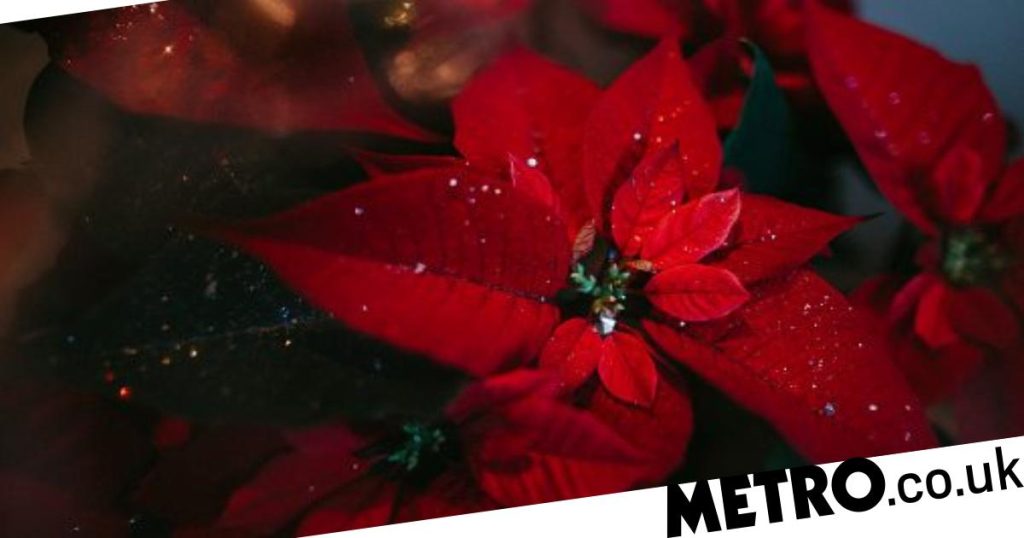 12 plants to know about: Christmas cactus, poinsettia and Christmas cactus Poinsettia to Christmas cactus: 12 plants you need to know about