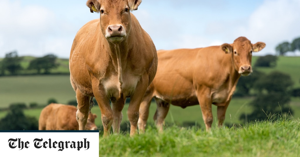 IHT-friendly shares have not done well but China’s demand for meat will protect this company IHT-friendly shares have not done well but China’s demand for meat will protect this company