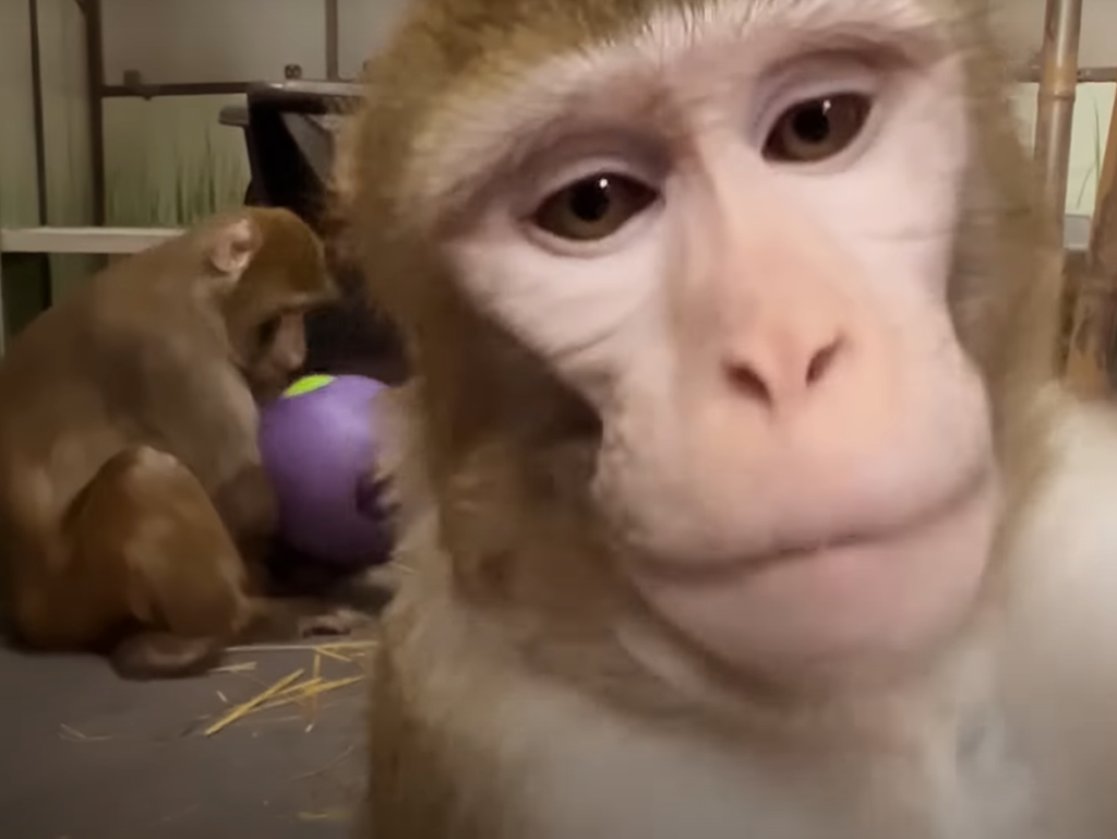Elon Musk’s Neuralink ‘killed 1,500 animals’ for mind chip analysis, report claims Elon Musk’s Neuralink ‘killed 1,500 animals’ for brain chip research, report claims