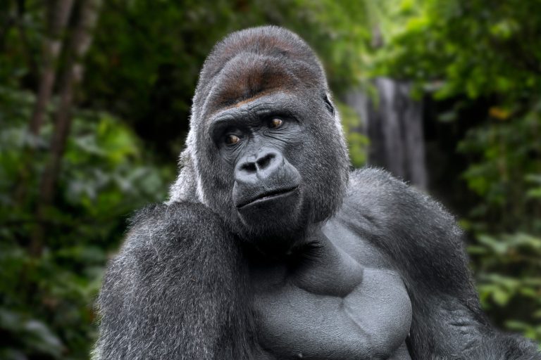 PPC Agency Protects Gorillas Through Digital Marketing
