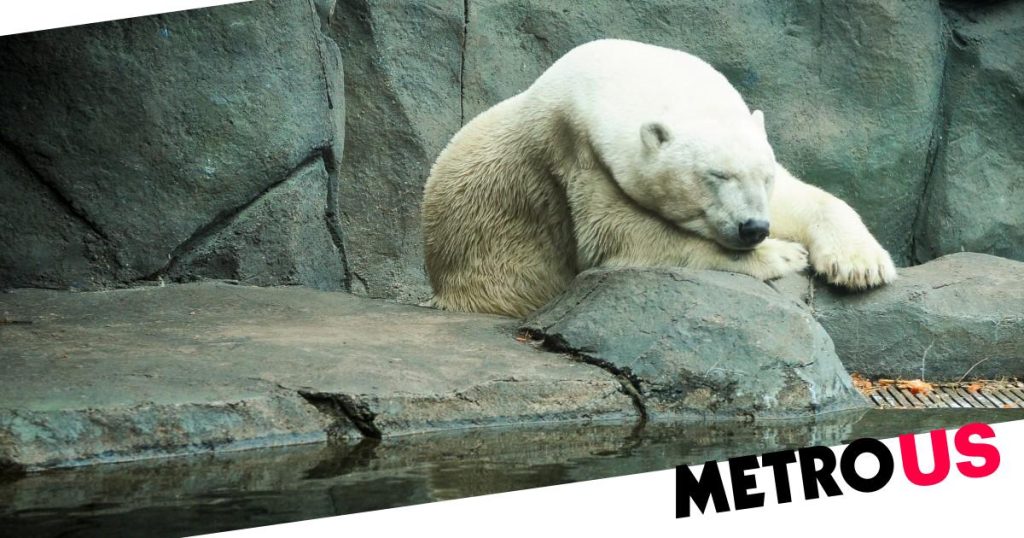 The US’s oldest captive polar bear is being euthanized Oldest captive polar bear in US is euthanized