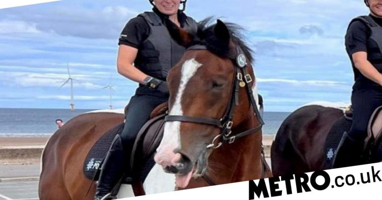 Horse is fired by the police for not performing well in his job