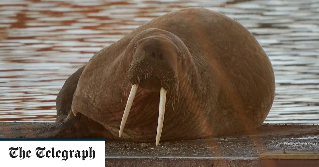 Thor the walrus emerges in Northumberland, after a 100-mile swim in two days Thor the walrus pops up in Northumberland after 100 mile swim in two days