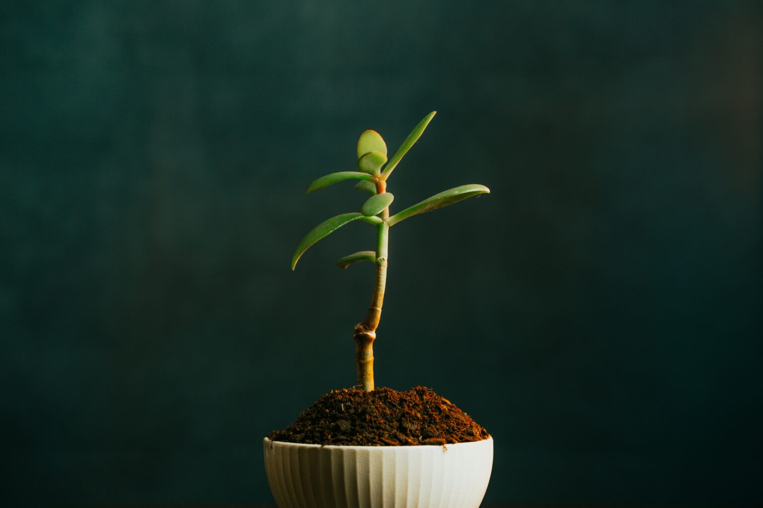 Scott Dylan: The Role of Founders in Enhancing UK Start-Up Growth