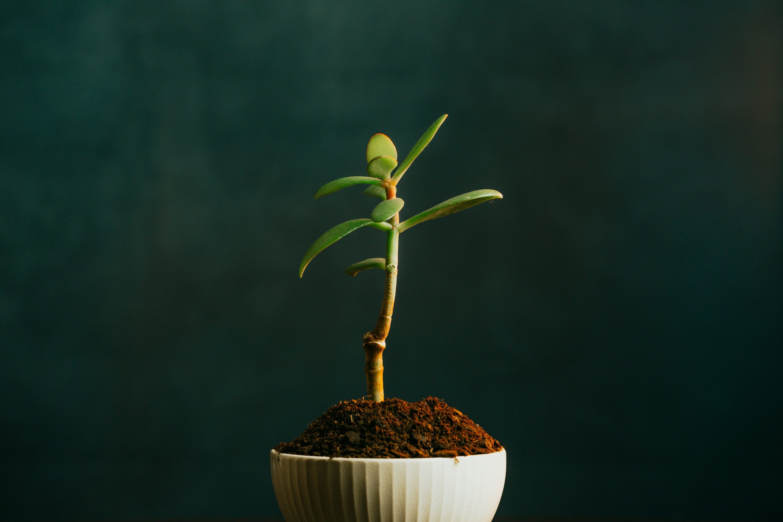 ave-calvar-8igebNIaCb4-unsplash