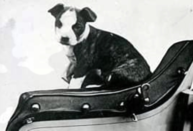 Honk Honk – The First Dog to Complete a Global Circumnavigation