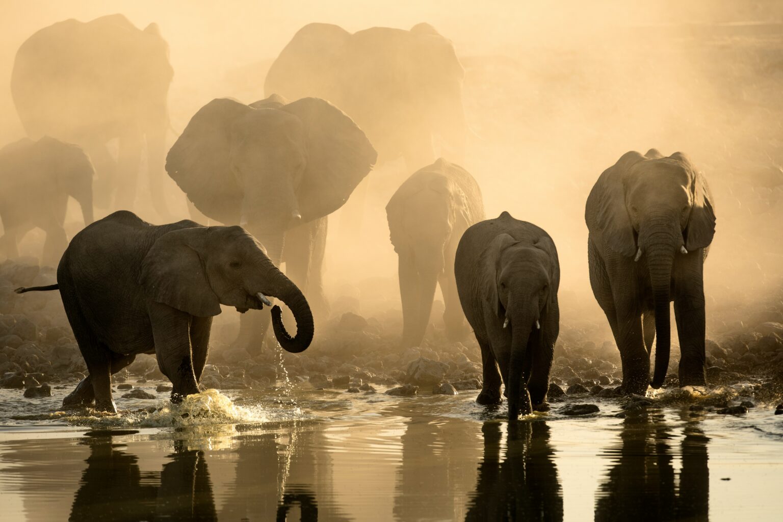 SAFARI