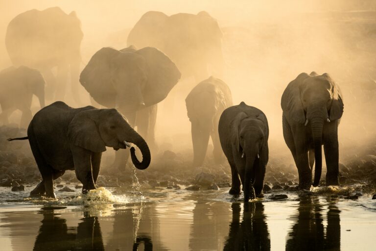I’M A TRAVEL EXPERT – THIS IS THE MOST INSTAGRAMMABLE SAFARI IN 2025